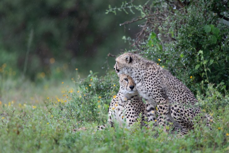 cheetah