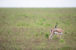 grant's gazelle