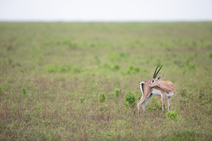 grant's gazelle