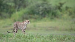 cheetah