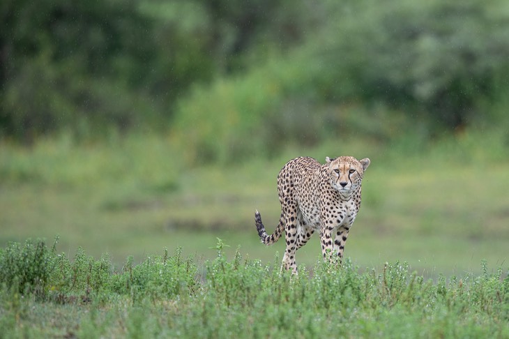 cheetah