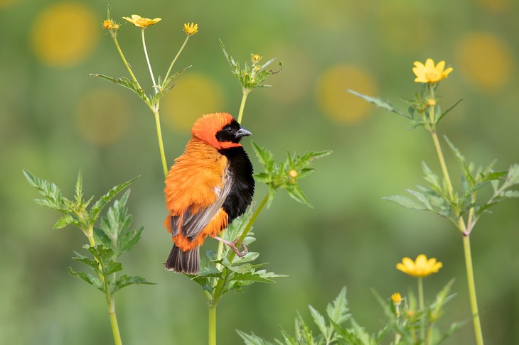 red bishop