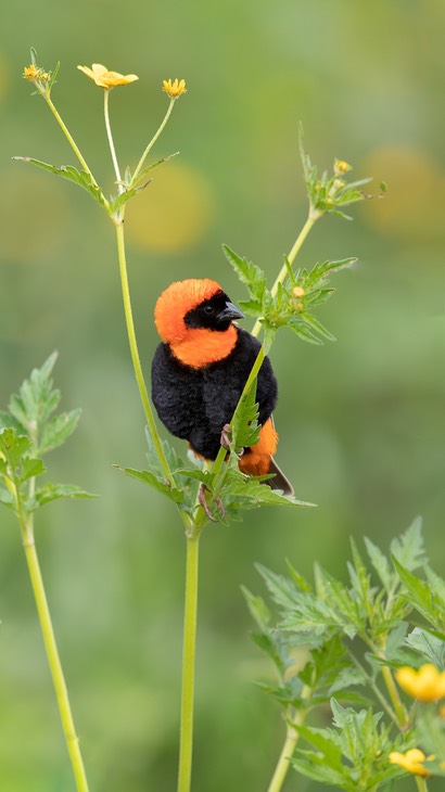 red bishop