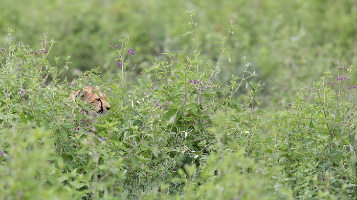 cheetah