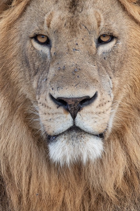 lion