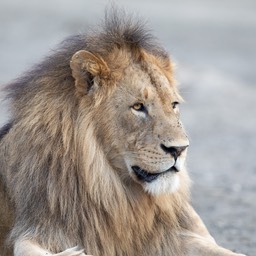 lion