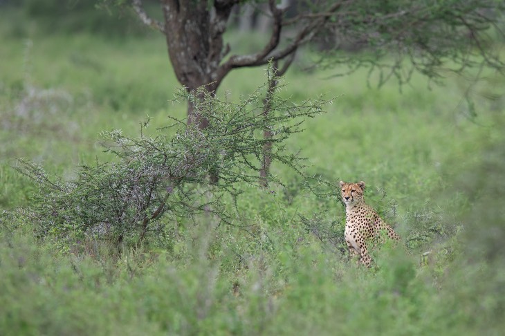 cheetah