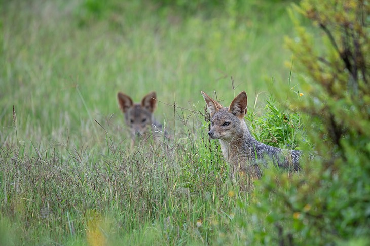 black backed jackal