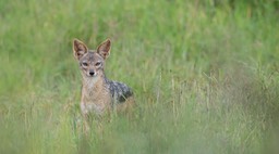 black backed jackal