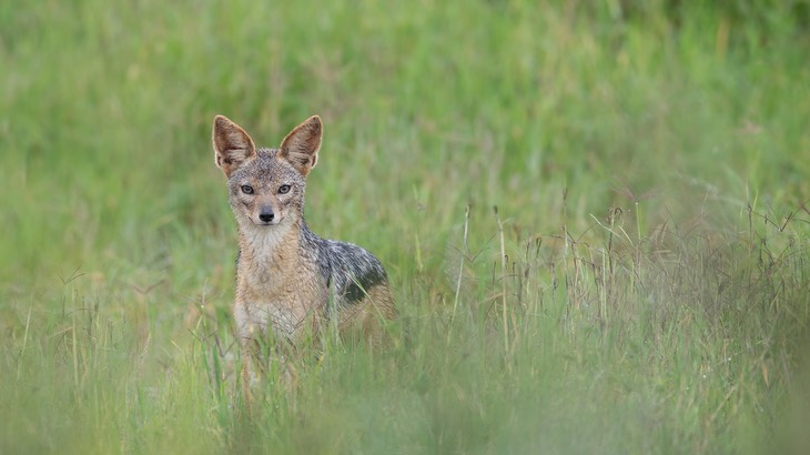 black backed jackal