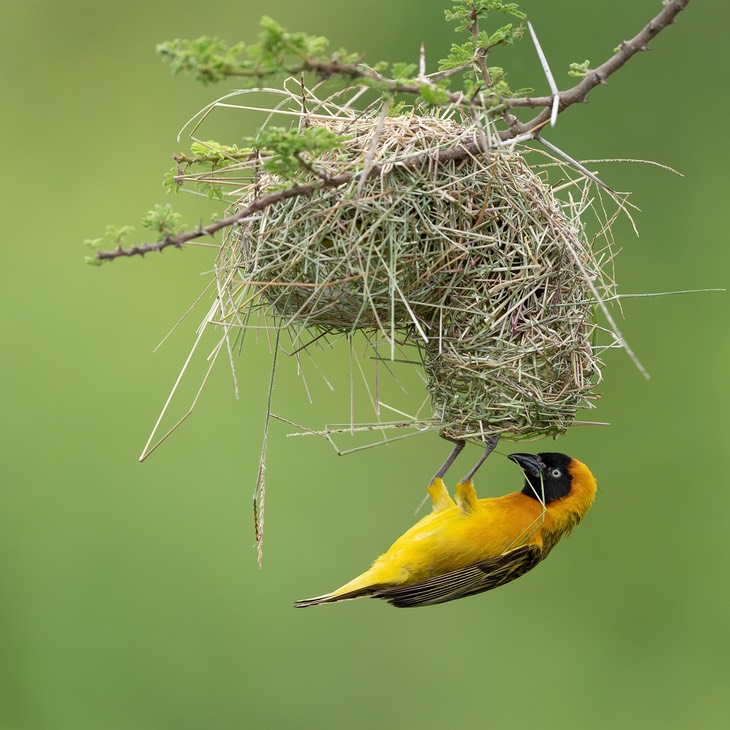 lesser masked weaver