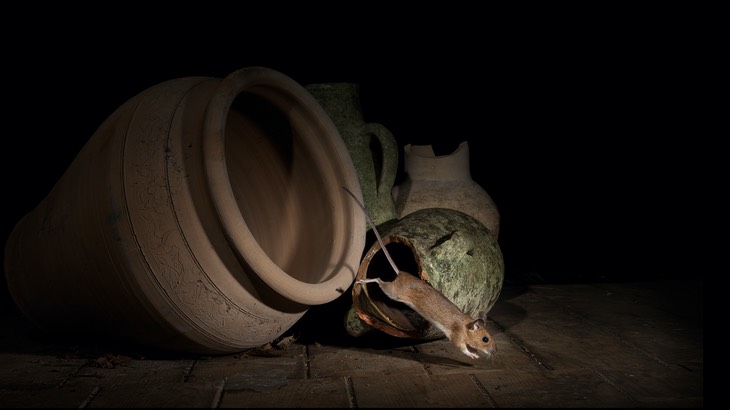 yellow necked mouse