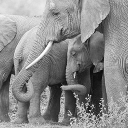 elephant