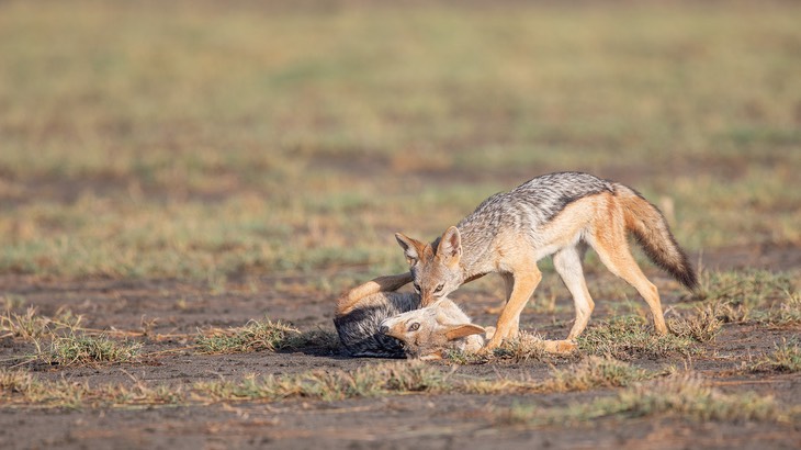 black backed jackal