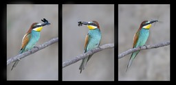 european bee eater