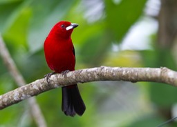 brazilian tanager