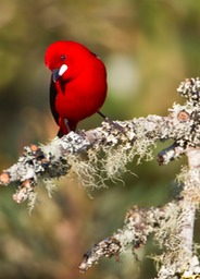 brazilian tanager