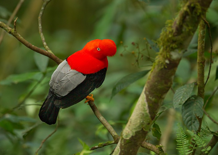 cock of the rock