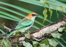 chestnut backed tanager