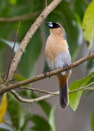 cinnamon tanager