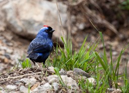 diademed tanager