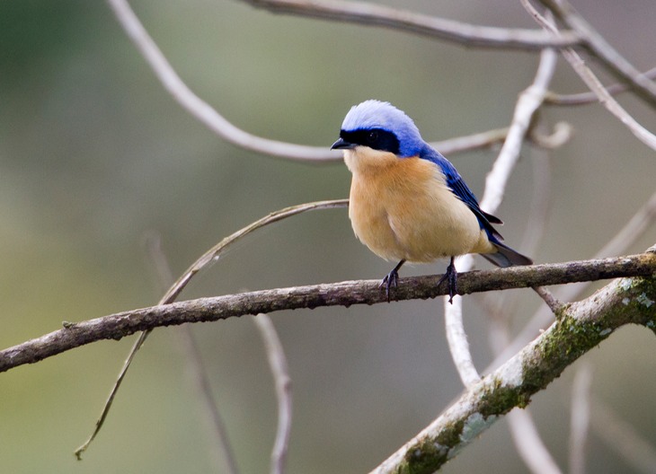 fawn breasted tanager