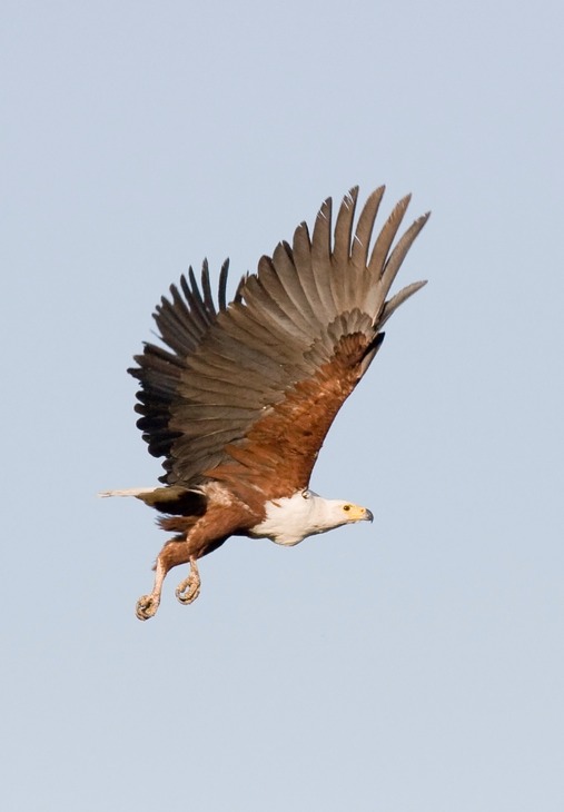 african fish eagle