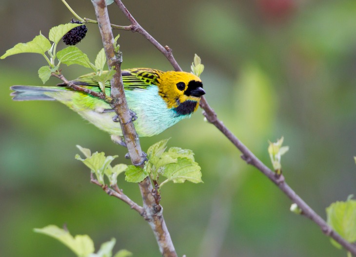 gilt edged tanager