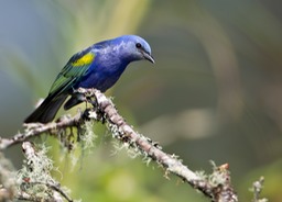 golden chevroned tanager