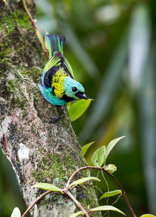 green headed tanager