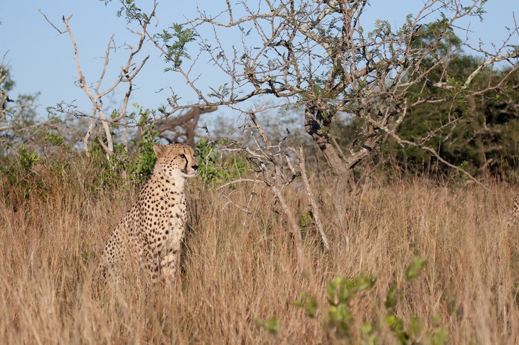 cheetah