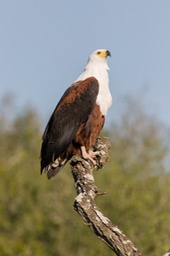 african fish eagle