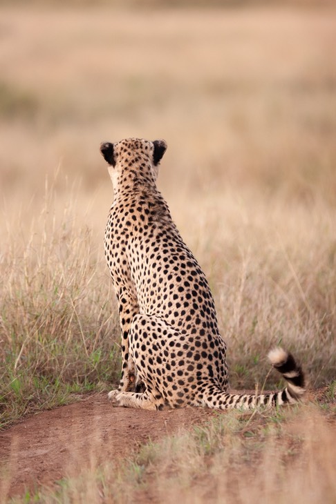 cheetah