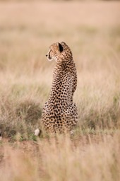 cheetah