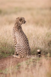 cheetah