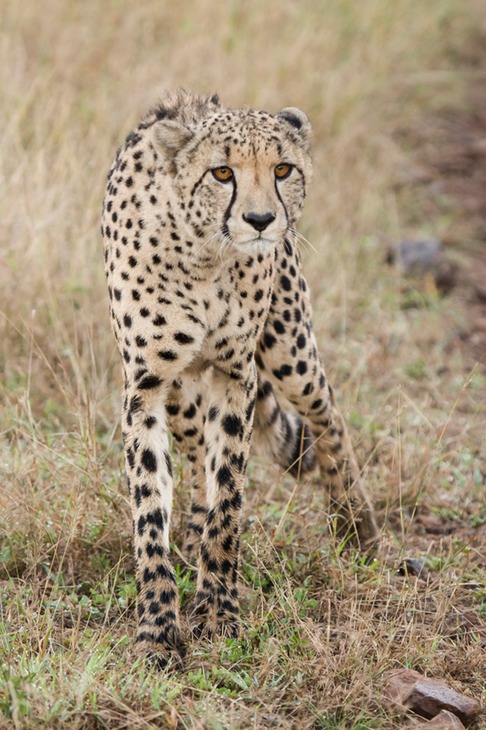 cheetah