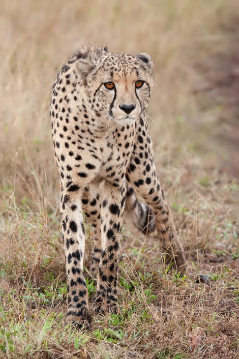 cheetah