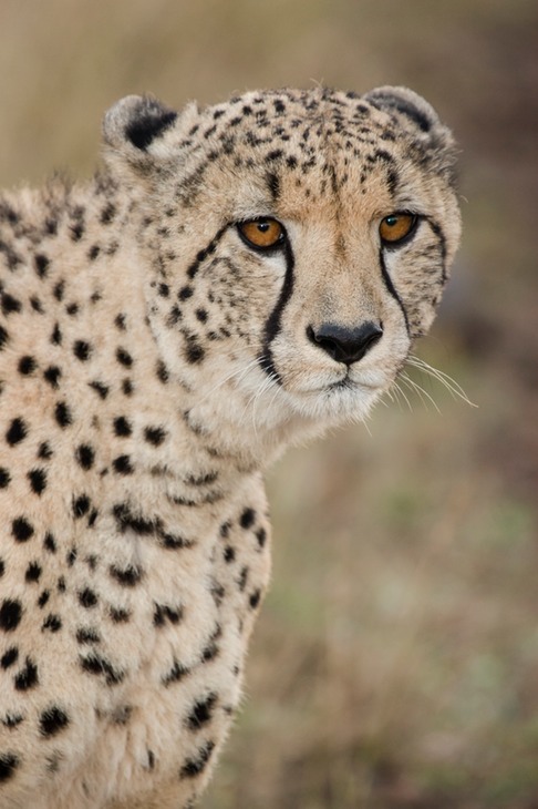 cheetah