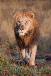 lion