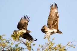 martial eagle