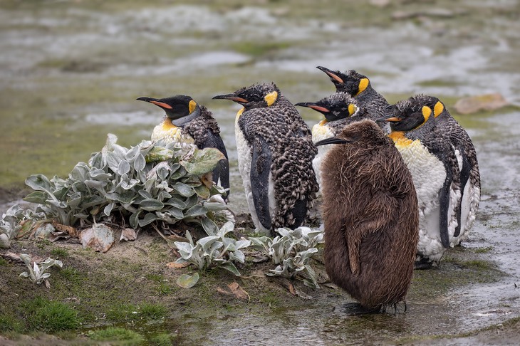 king penguin