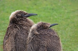 king penguin