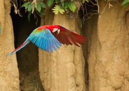 red and green macaw