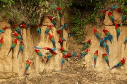 red and green macaw