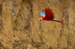 red and green macaw