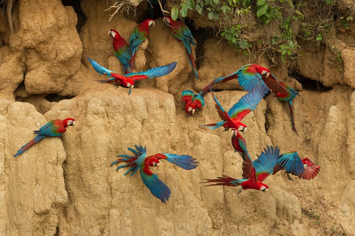 red and green macaw