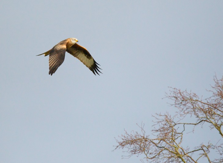 red kite