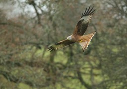 red kite