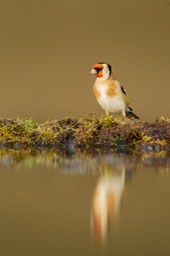 goldfinch