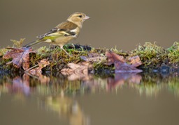 chaffinch